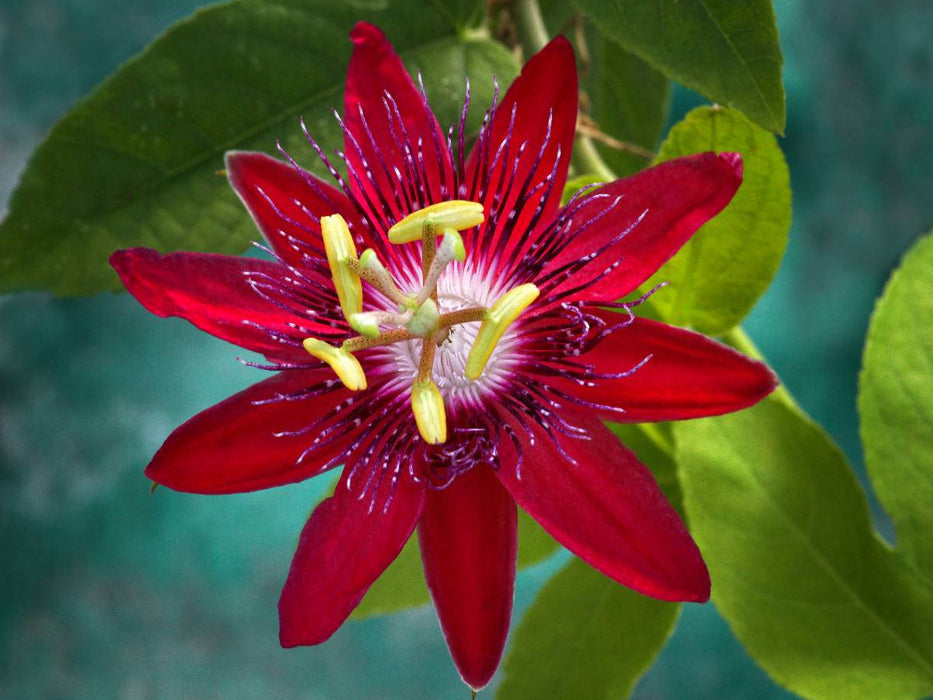 Passiflora Lady Margaret - CALVENDO Foto-Puzzle'