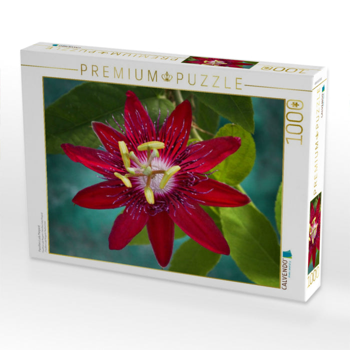 Passiflora Lady Margaret - CALVENDO Foto-Puzzle'
