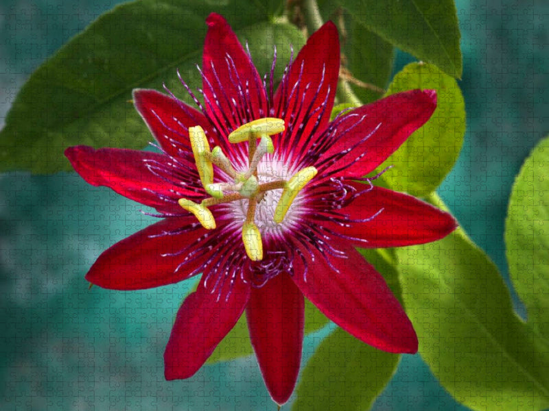 Passiflora Lady Margaret - CALVENDO Foto-Puzzle'