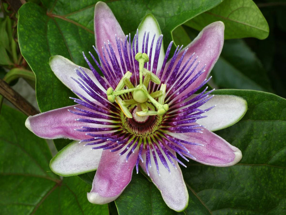 Passiflora "Kaiserin Eugenie" - CALVENDO Foto-Puzzle'