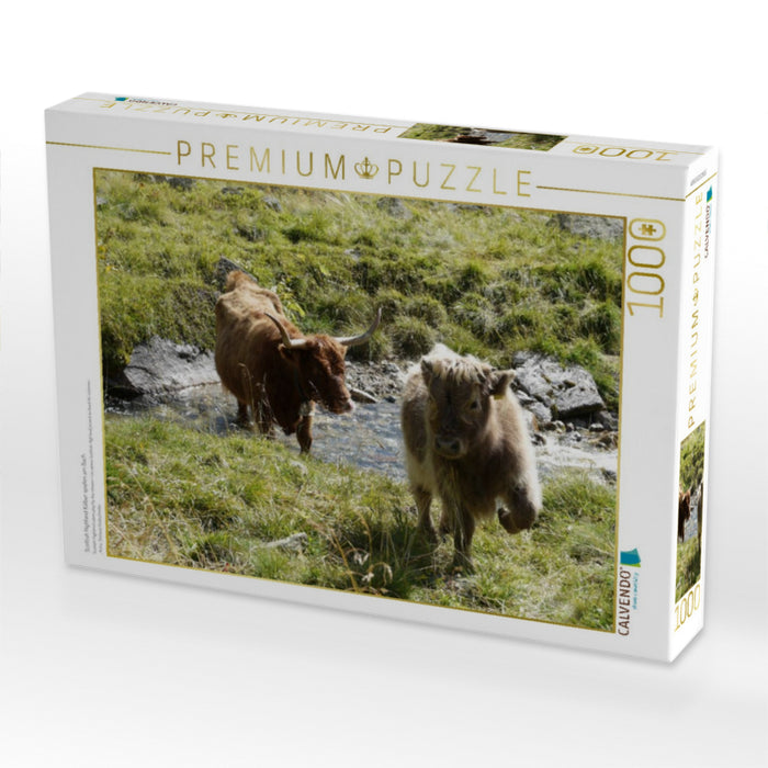 Scottish Highland Kälber spielen am Bach - CALVENDO Foto-Puzzle'