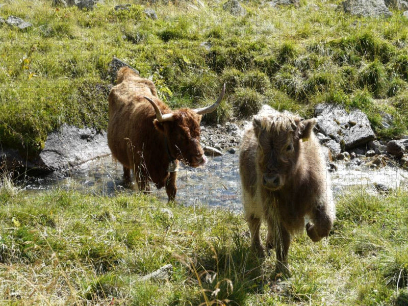 Scottish Highland Kälber spielen am Bach - CALVENDO Foto-Puzzle'