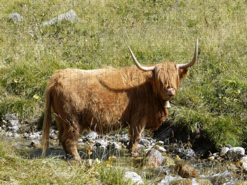 Scottish Highland Kuh stehend im Bach - CALVENDO Foto-Puzzle'