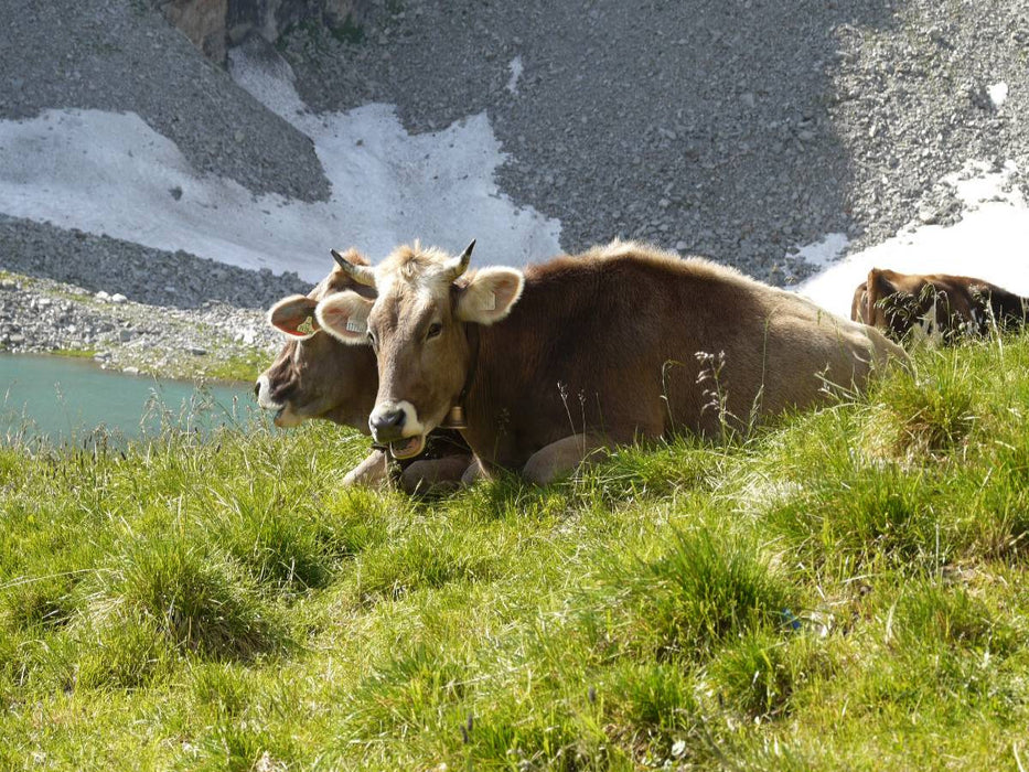 Tiroler Braunvieh wiederkäuend auf der Alm - CALVENDO Foto-Puzzle'