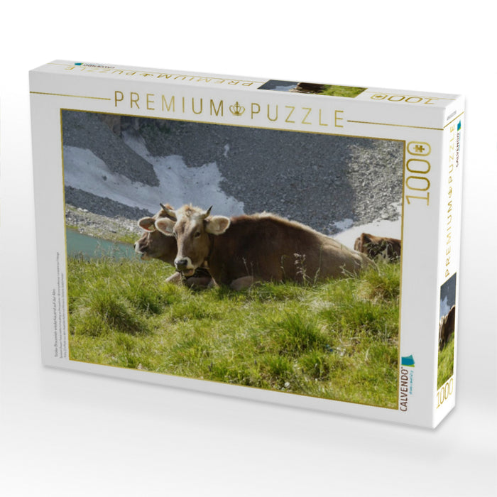 Tiroler Braunvieh wiederkäuend auf der Alm - CALVENDO Foto-Puzzle'