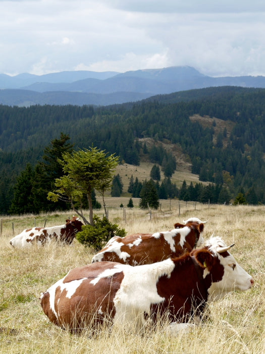 Blick zum Belchen und Fleckvieh beim Wiederkäuen 1000 Teile Puzzle hoch - CALVENDO Foto-Puzzle'