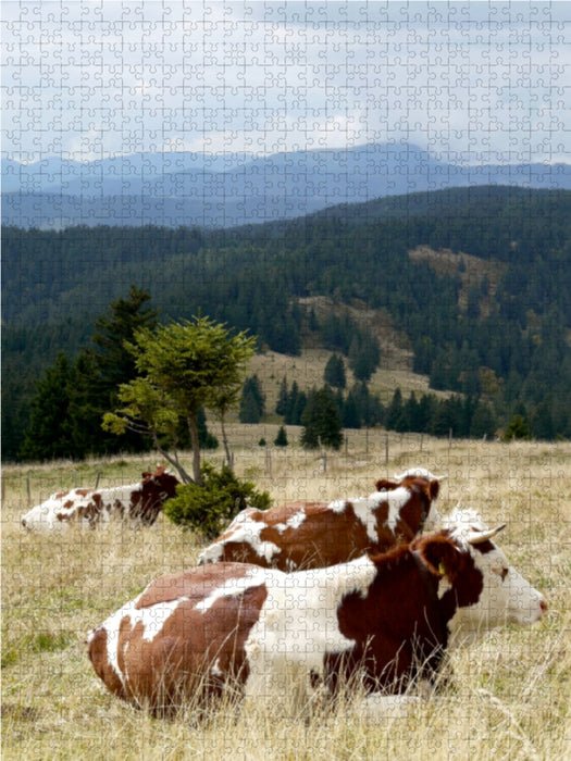 Blick zum Belchen und Fleckvieh beim Wiederkäuen 1000 Teile Puzzle hoch - CALVENDO Foto-Puzzle'