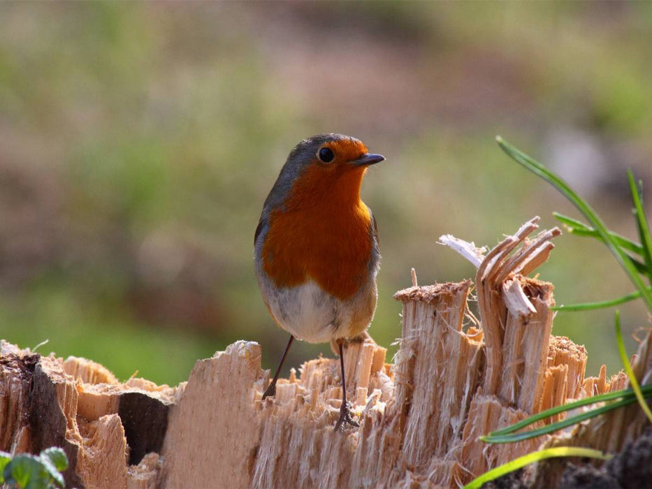 Rotkehlchen beobachtet die Umgebung - CALVENDO Foto-Puzzle'