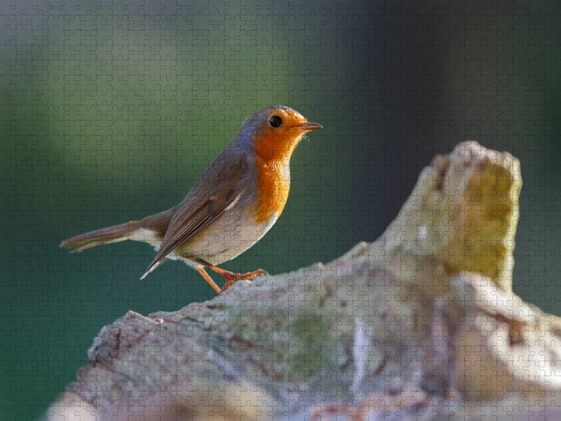 Schönes Rotkehlchen im Sonnenlicht - CALVENDO Foto-Puzzle'