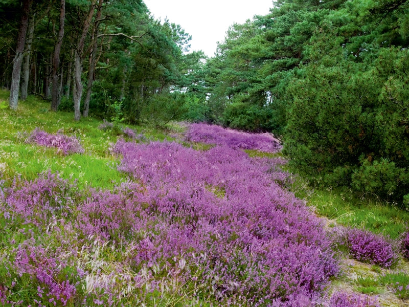 Heidelandschaft in Dänemark 1000 Teile Puzzle quer - CALVENDO Foto-Puzzle'