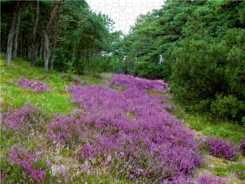 Heidelandschaft in Dänemark 1000 Teile Puzzle quer - CALVENDO Foto-Puzzle'
