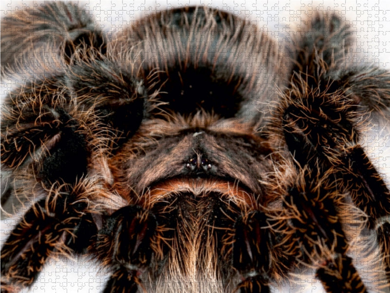 Vogelspinne 1000 Teile Puzzle quer - CALVENDO Foto-Puzzle'