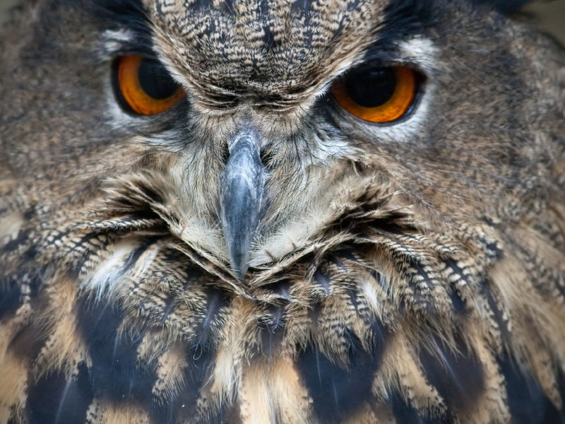 Owl - CALVENDO photo puzzle 