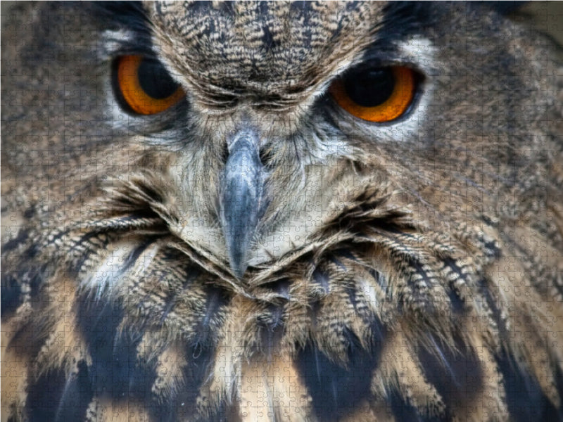 Owl - CALVENDO photo puzzle 