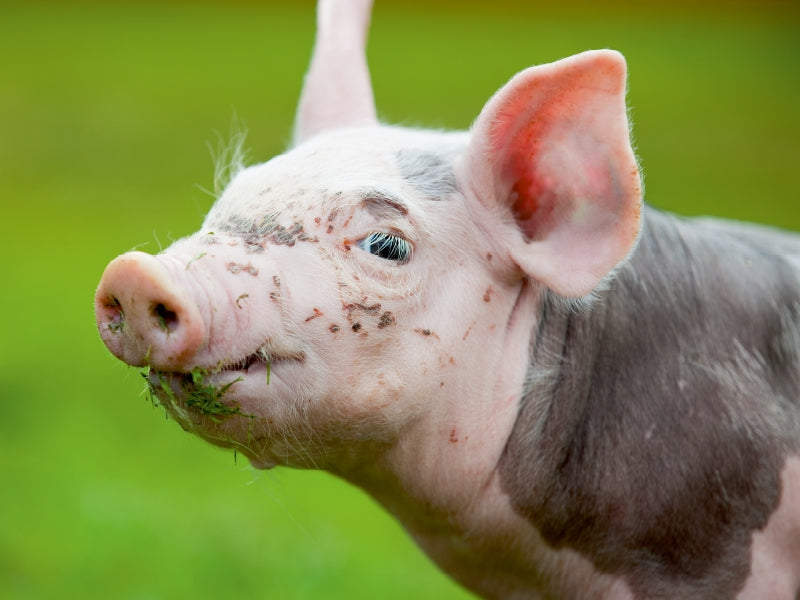 Cochon - Puzzle photo CALVENDO 