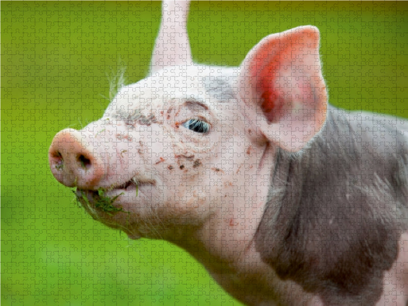 Cochon - Puzzle photo CALVENDO 
