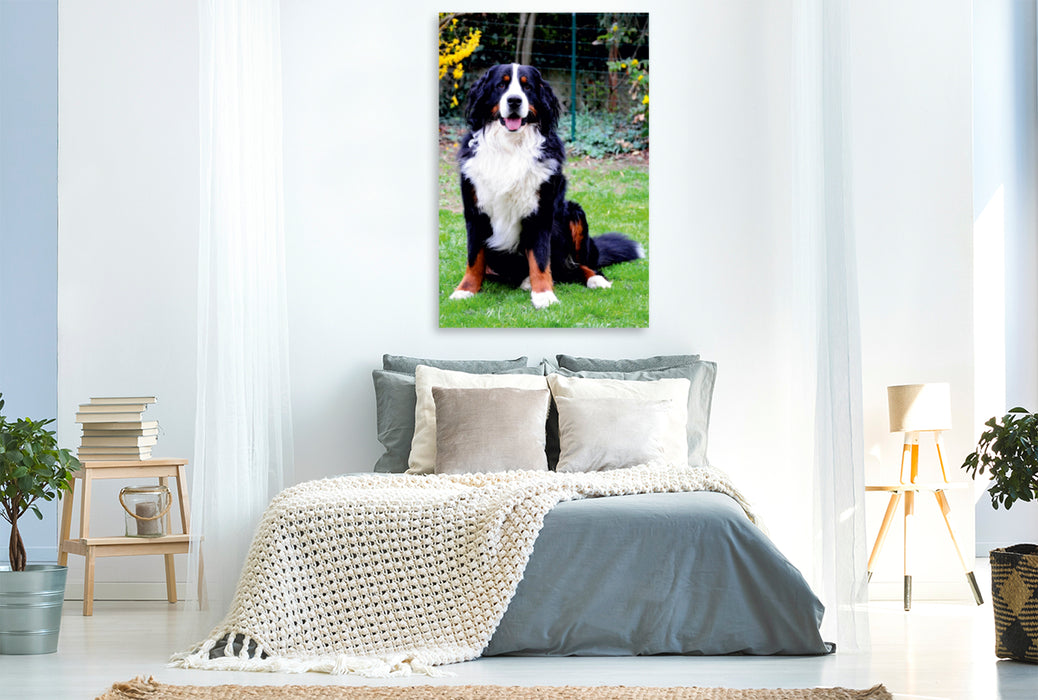 Premium Textil-Leinwand Premium Textil-Leinwand 80 cm x 120 cm  hoch Ein Motiv aus dem Kalender BÄR - Der Berner Sennenhund