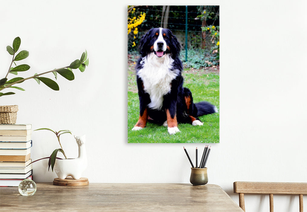 Premium Textil-Leinwand Premium Textil-Leinwand 80 cm x 120 cm  hoch Ein Motiv aus dem Kalender BÄR - Der Berner Sennenhund