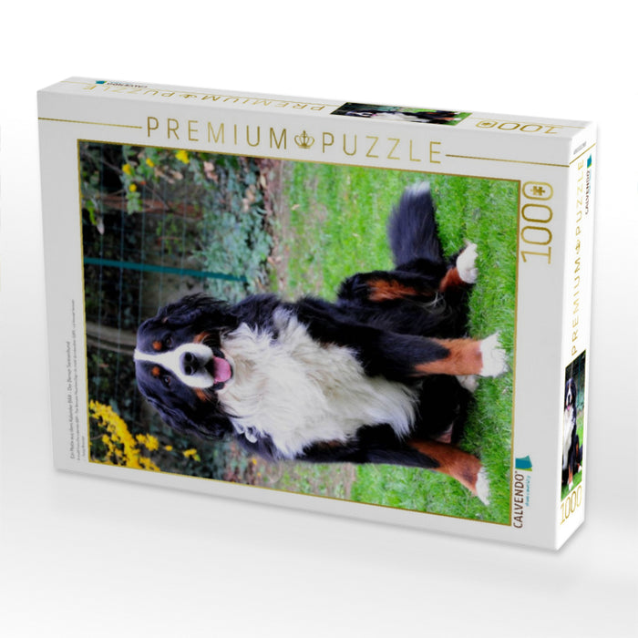 Ein Motiv aus dem Kalender BÄR - Der Berner Sennenhund - CALVENDO Foto-Puzzle'