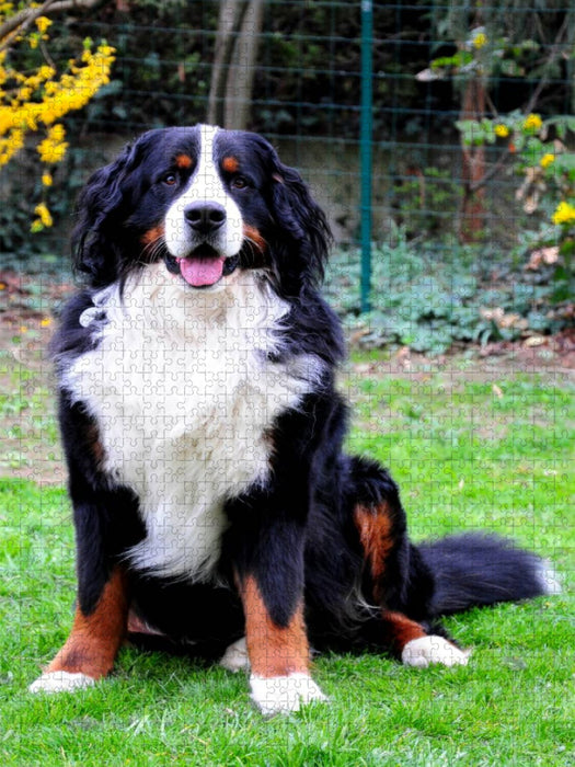 Ein Motiv aus dem Kalender BÄR - Der Berner Sennenhund - CALVENDO Foto-Puzzle'