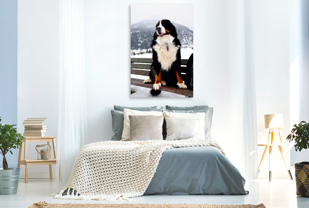 Premium Textil-Leinwand Premium Textil-Leinwand 80 cm x 120 cm  hoch Ein Motiv aus dem Kalender BÄR - Der Berner Sennenhund