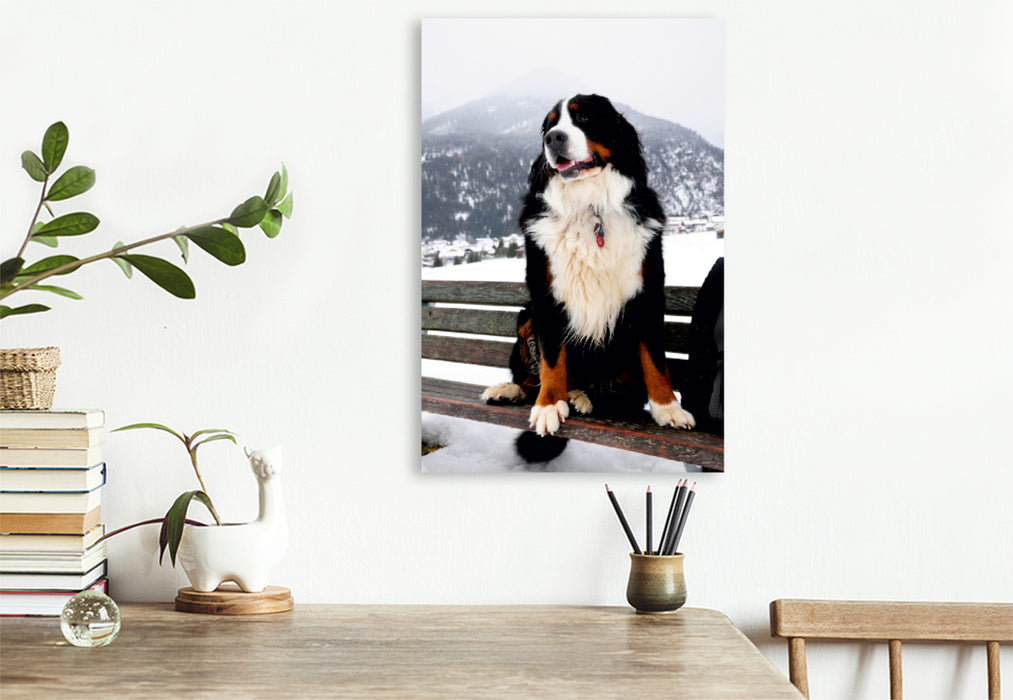 Premium Textil-Leinwand Premium Textil-Leinwand 80 cm x 120 cm  hoch Ein Motiv aus dem Kalender BÄR - Der Berner Sennenhund