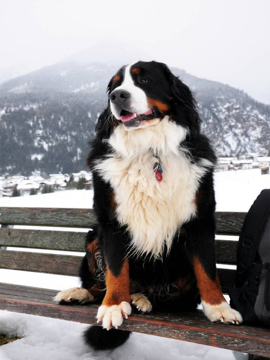 Ein Motiv aus dem Kalender BÄR - Der Berner Sennenhund - CALVENDO Foto-Puzzle'
