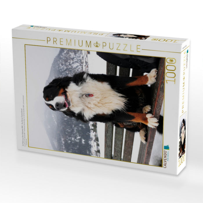 Ein Motiv aus dem Kalender BÄR - Der Berner Sennenhund - CALVENDO Foto-Puzzle'