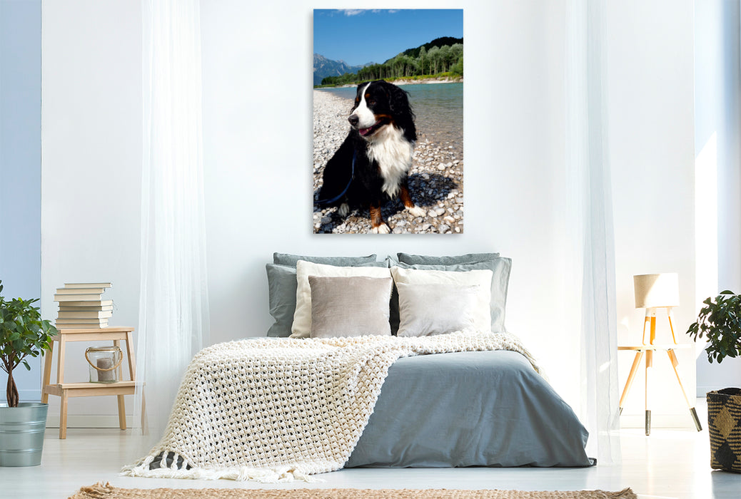 Premium Textil-Leinwand Premium Textil-Leinwand 80 cm x 120 cm  hoch Ein Motiv aus dem Kalender BÄR - Der Berner Sennenhund