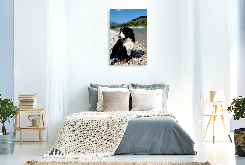 Premium Textil-Leinwand Premium Textil-Leinwand 80 cm x 120 cm  hoch Ein Motiv aus dem Kalender BÄR - Der Berner Sennenhund