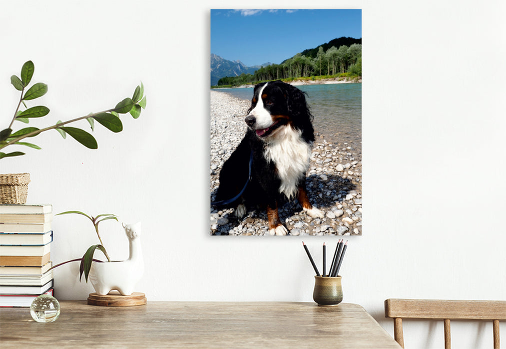 Premium Textil-Leinwand Premium Textil-Leinwand 80 cm x 120 cm  hoch Ein Motiv aus dem Kalender BÄR - Der Berner Sennenhund