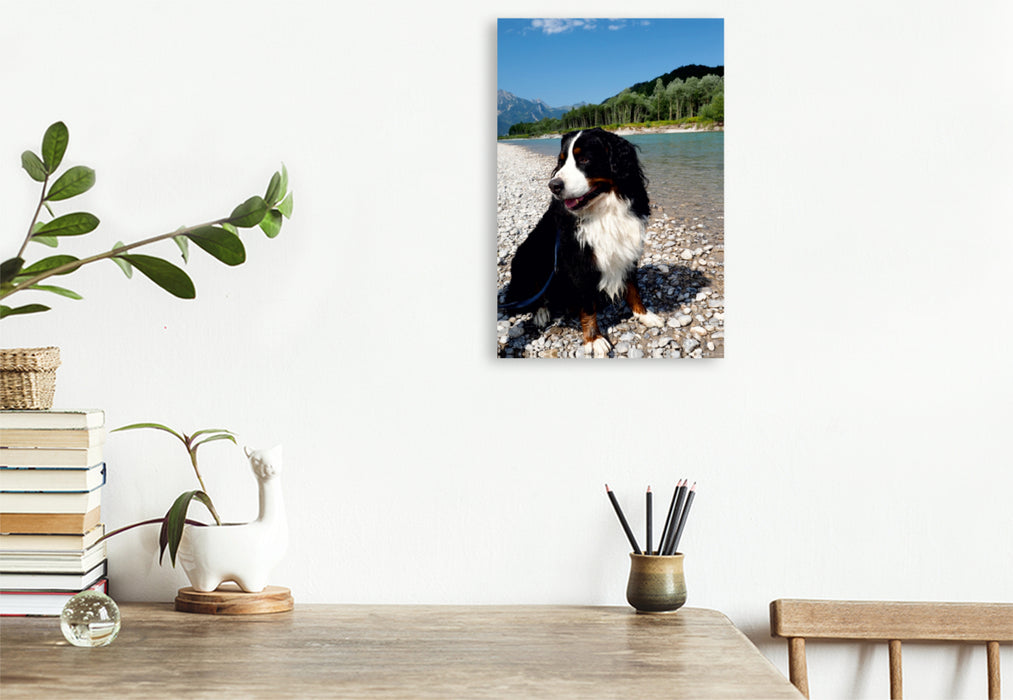 Premium Textil-Leinwand Premium Textil-Leinwand 80 cm x 120 cm  hoch Ein Motiv aus dem Kalender BÄR - Der Berner Sennenhund