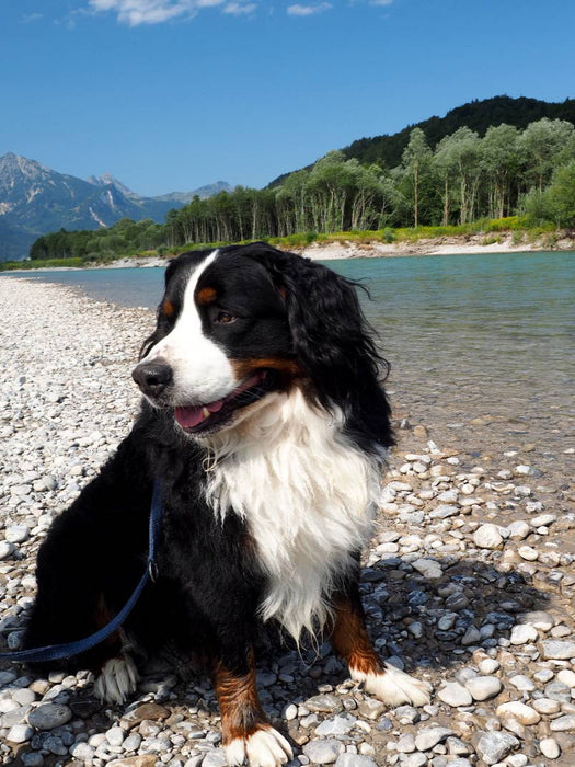 Ein Motiv aus dem Kalender BÄR - Der Berner Sennenhund - CALVENDO Foto-Puzzle'
