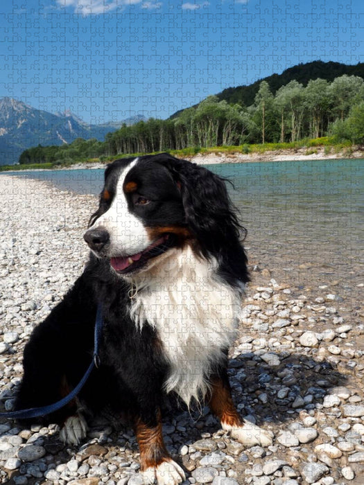 Ein Motiv aus dem Kalender BÄR - Der Berner Sennenhund - CALVENDO Foto-Puzzle'