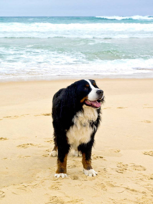 Ein Motiv aus dem Kalender BÄR - Der Berner Sennenhund - CALVENDO Foto-Puzzle'