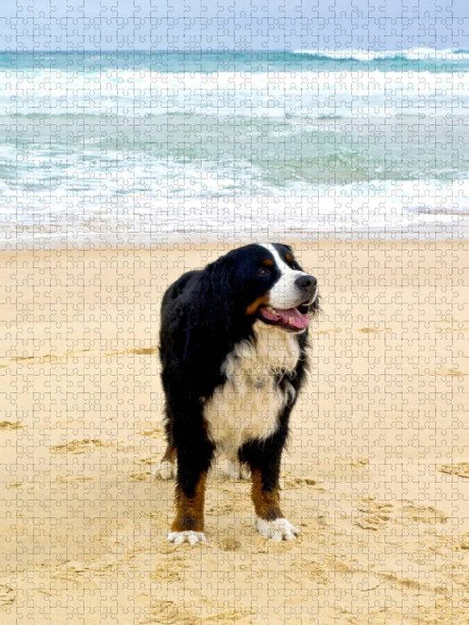 Ein Motiv aus dem Kalender BÄR - Der Berner Sennenhund - CALVENDO Foto-Puzzle'