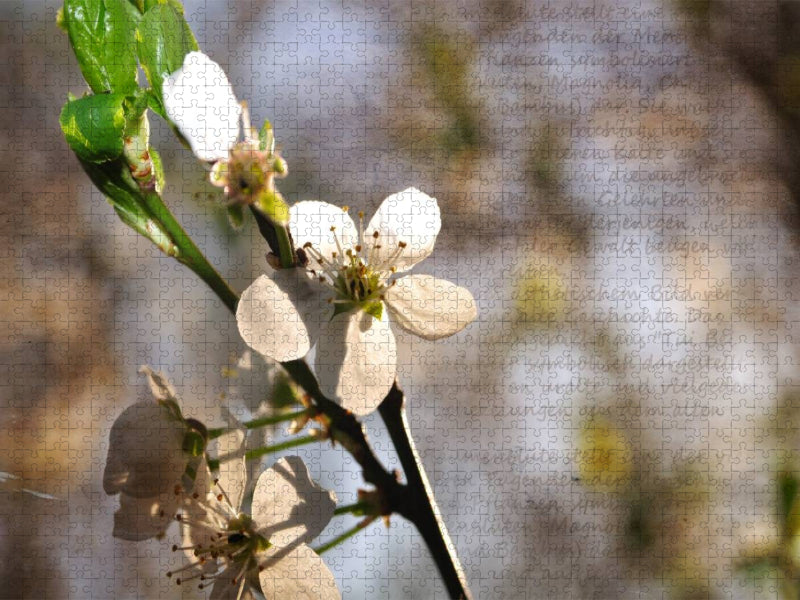 Pflaumenblüte - CALVENDO Foto-Puzzle'