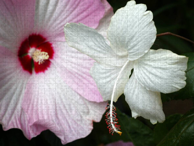 Hibiscus Moscheutos und Hibiscus Swan Lake - CALVENDO Foto-Puzzle'