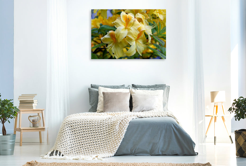 Premium Textil-Leinwand Premium Textil-Leinwand 120 cm x 80 cm quer Gelber Rhododendron