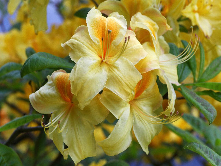Gelber Rhododendron - CALVENDO Foto-Puzzle'