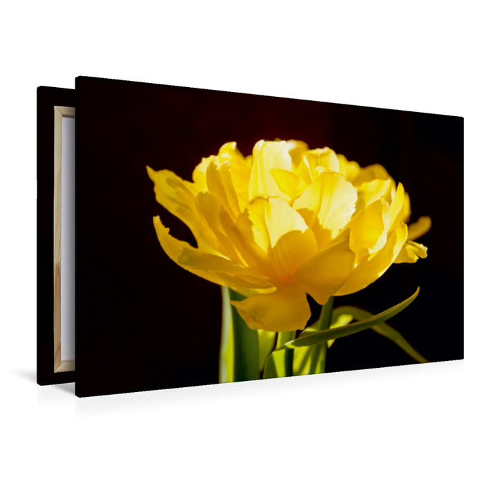 Premium Textil-Leinwand Tulpe