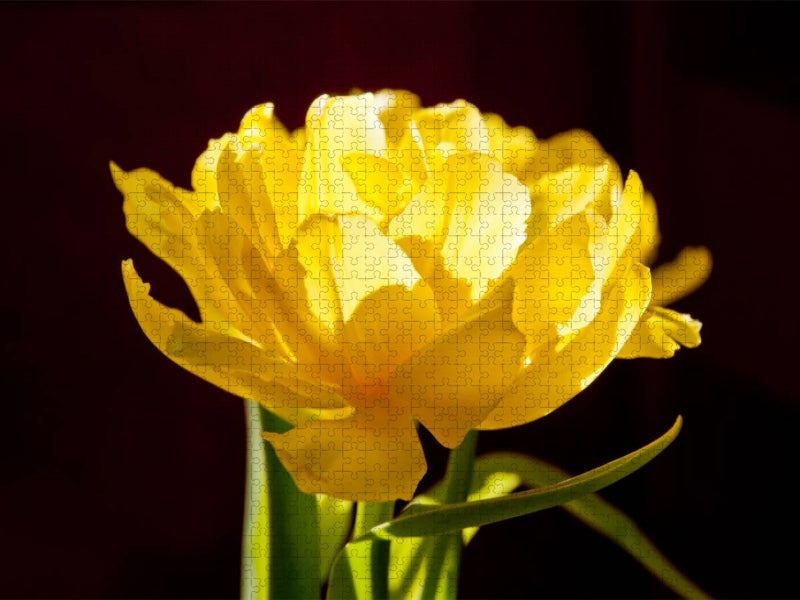 Tulpe - CALVENDO Foto-Puzzle'