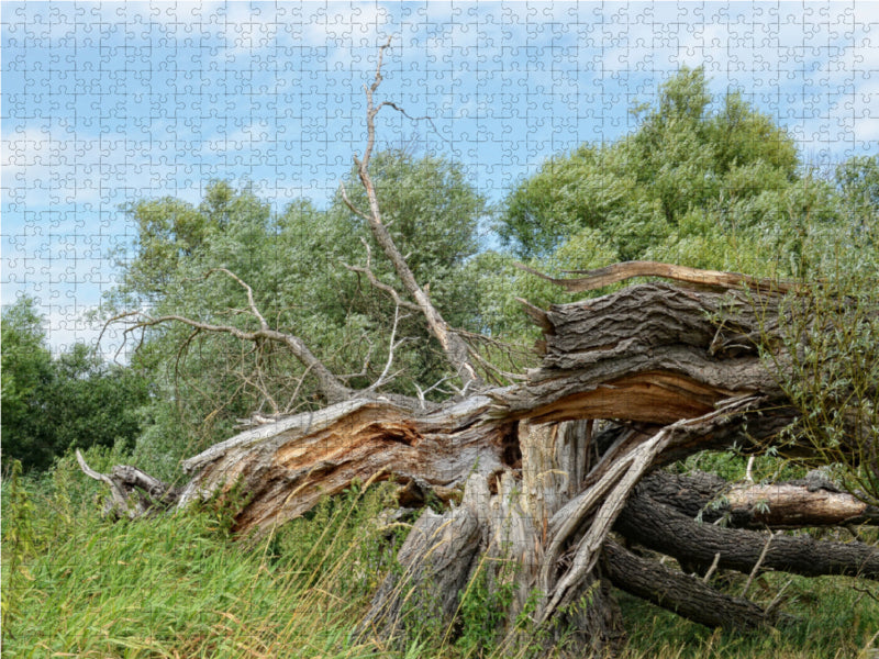 Vieux saule brisé par la tempête - Puzzle photo CALVENDO 