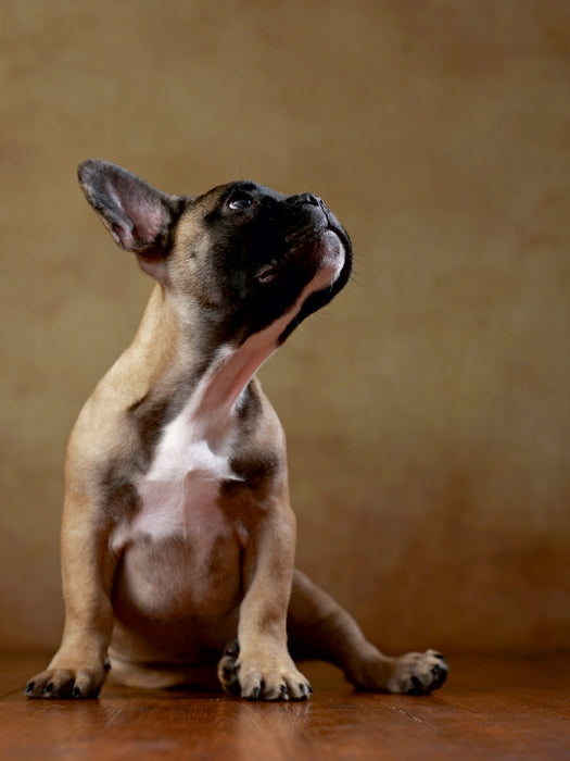 Rocky - Französische Bulldogge, 16 Wochen 1000 Teile Puzzle hoch - CALVENDO Foto-Puzzle'