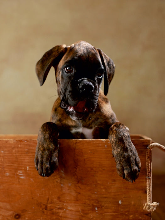 Gonzo - Deutscher Boxer, 11 Wochen 1000 Teile Puzzle hoch - CALVENDO Foto-Puzzle'