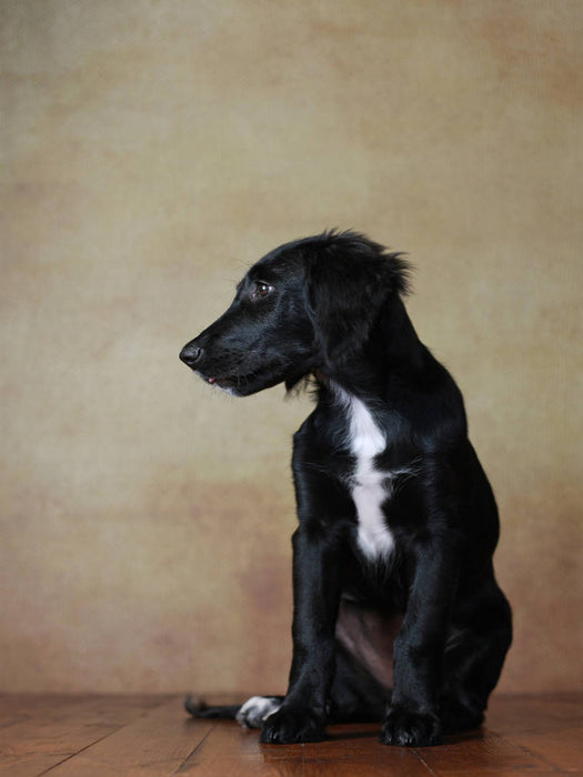 Hazel - Retriever x Labrador x Münsterländer-Mix, 14 Wochen - CALVENDO Foto-Puzzle'