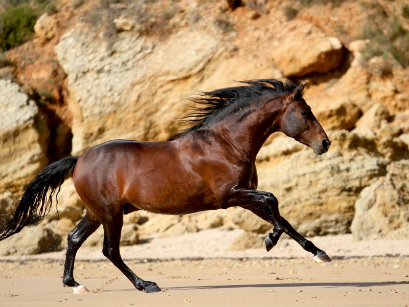 Ein Motiv aus dem Kalender Caballos Spanische Pferde 2017 1000 Teile Puzzle quer - CALVENDO Foto-Puzzle'