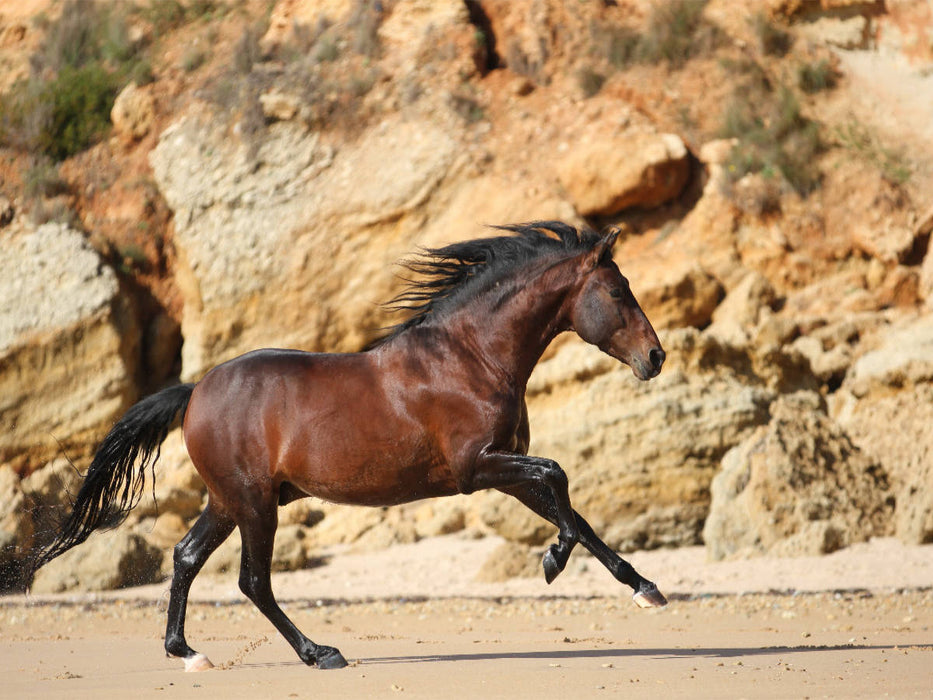 Ein Motiv aus dem Kalender Caballos Spanische Pferde 2017 - CALVENDO Foto-Puzzle'