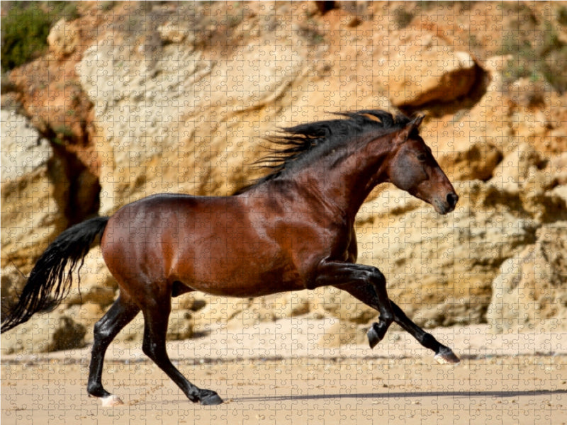 Ein Motiv aus dem Kalender Caballos Spanische Pferde 2017 1000 Teile Puzzle quer - CALVENDO Foto-Puzzle'