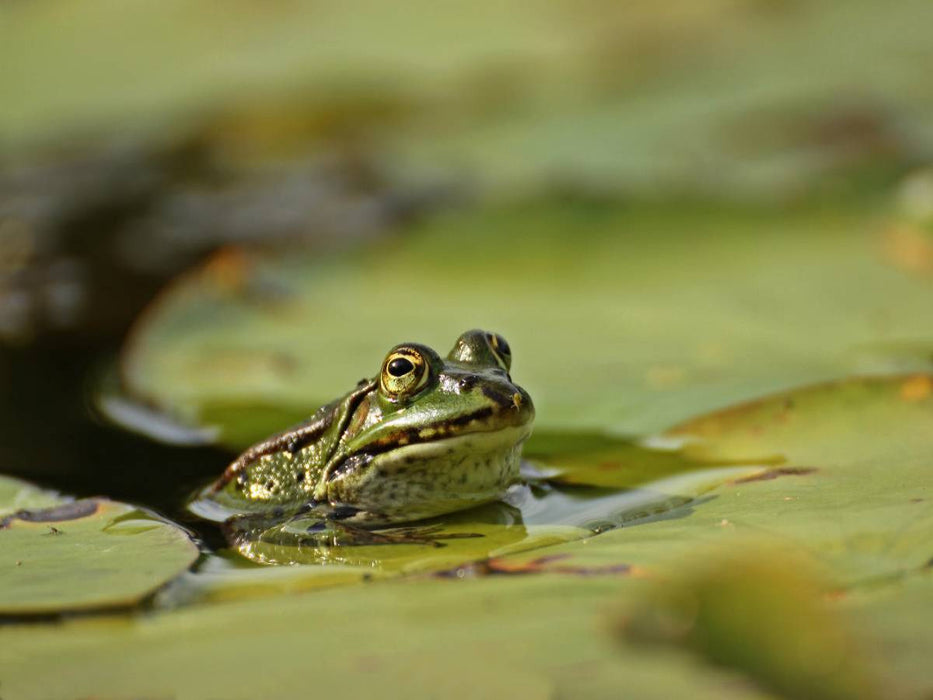 Teichfrosch (Pelophylax esculentus) mit Blattlaus auf der Nase zwischen Seerosenblättern - CALVENDO Foto-Puzzle'